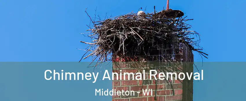 Chimney Animal Removal Middleton - WI